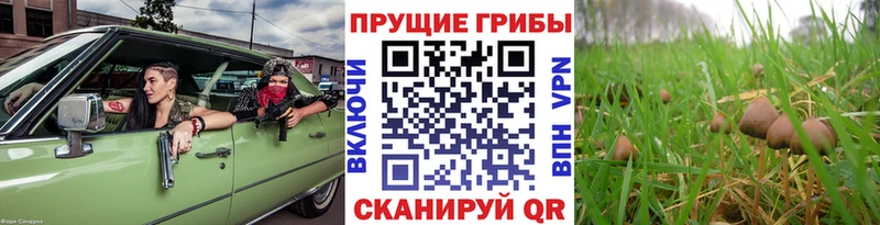 Галлюциногенные грибы Psilocybine cubensis Назрань